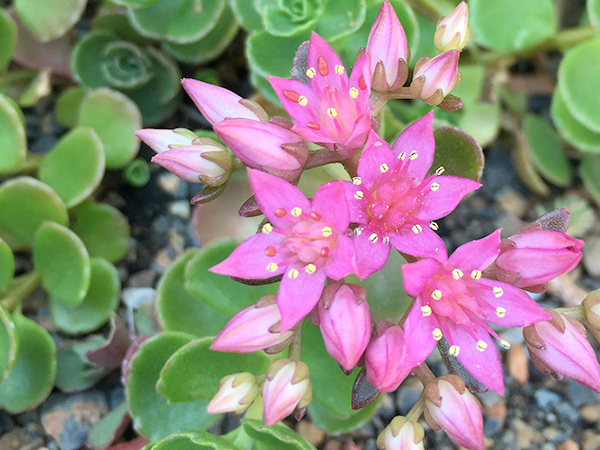 floral green roof