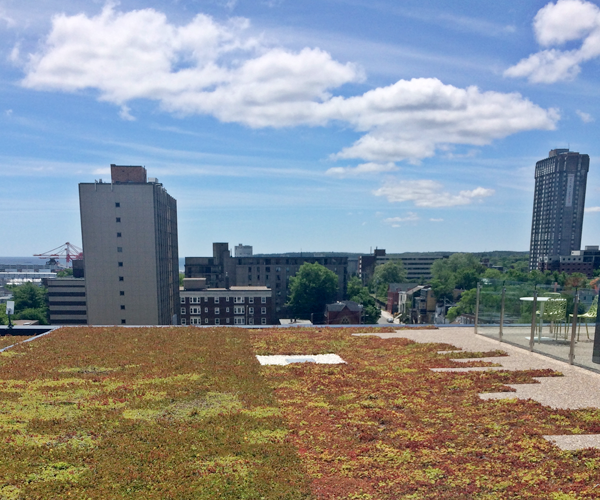halifax central library green roof