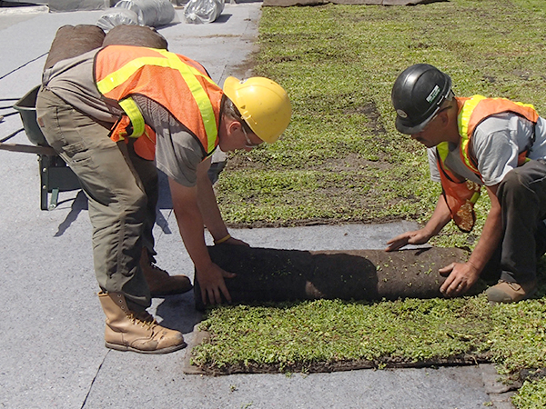 installing a green roof