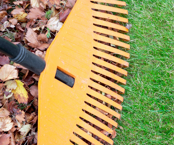 Spring & Fall Cleanup