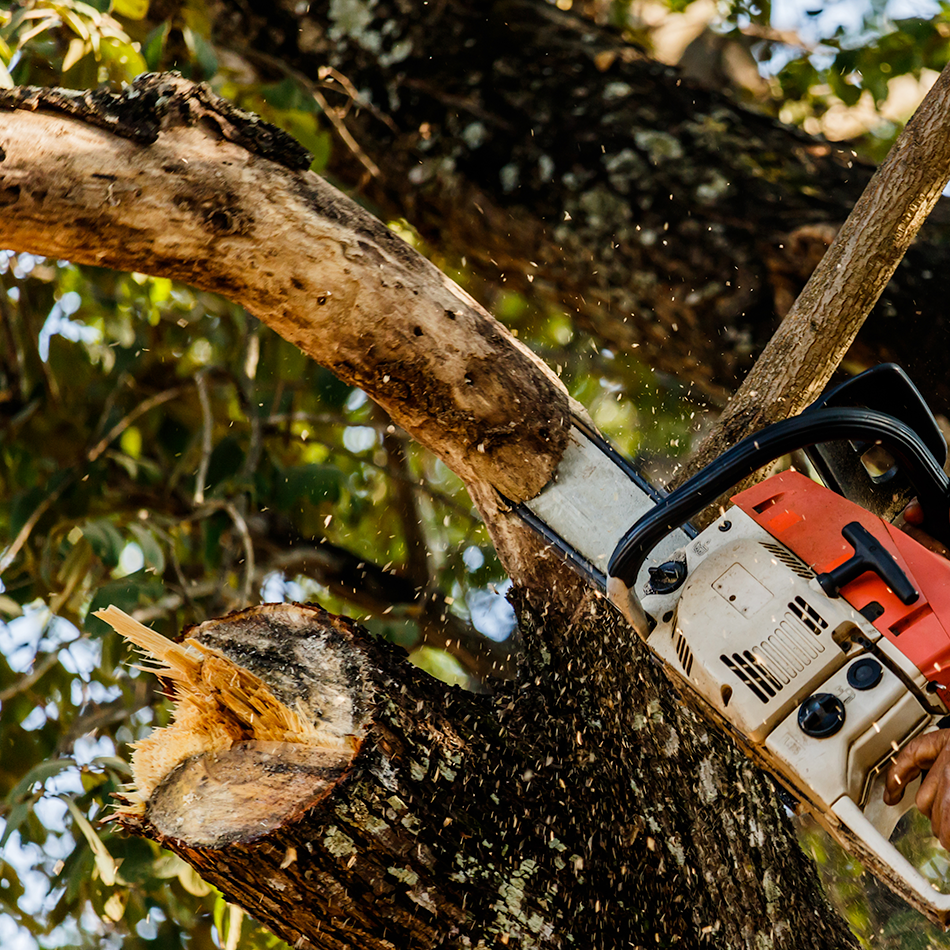 a professional landscaper using a power tool to cut down a tree