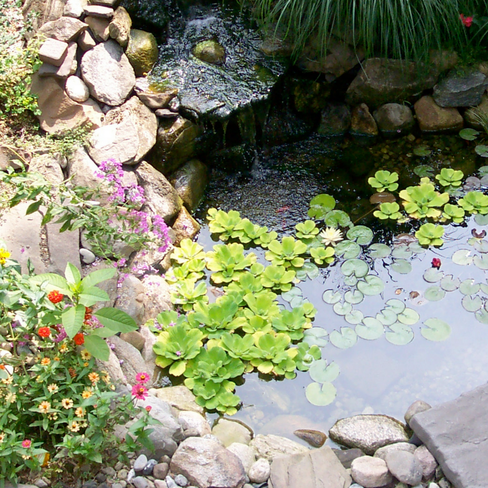 water feature and ponds